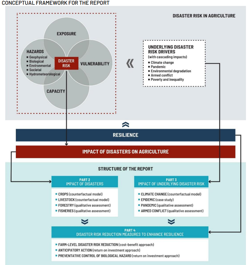 FAO diagram showing impact of disasters