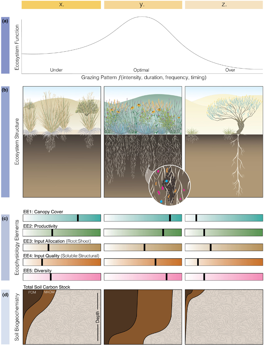 The conceptual illustration, above, taken from the paper, shows "how grazing patterns (x, y, z) affect ecosystem function (a) and structure (b) by modulating plant ecophysiological elements [EE; (c)], which together give rise to soil biogeochemical outcomes (d) in terms of total soil organic carbon stock and distribution into particulate (POM) and mineral associated organic matter (MAOM). "Each of the three grazing patterns - (x) undergrazing, (y) optimal grazing, and (z) overgrazing—is expected to result in different ecosystem, ecophysiological, and soil biogeochemical outcomes. EEs (c) are expressed either as continuous gradients or as ratios of two components, where the colour gradient from left to right represents low–high or left:right, respectively, and the placement of black markers represent the expected outcome from each grazing pattern.