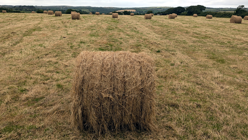 Sisal wrapped bales