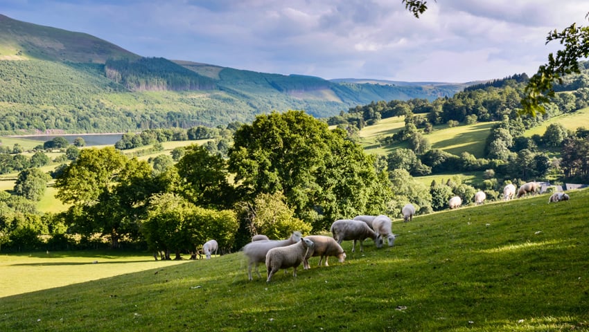 Welsh Government announces its updated plans for sustainable farming ...