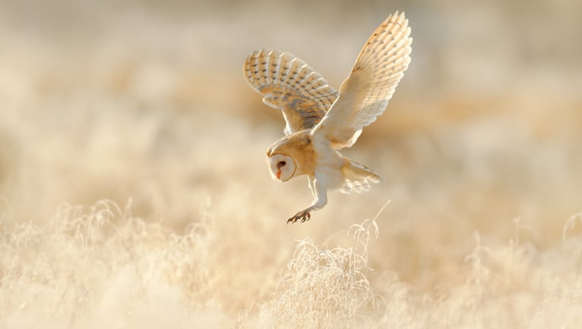 A hunting barn owl above dewey morning grassland