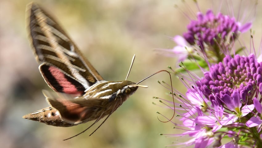 A white-lined sphinx moth landing on a bright pink flower